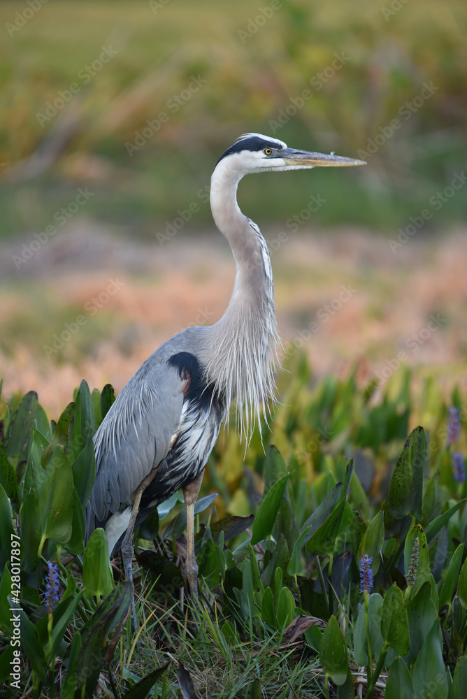 Blue Heron - Florida wildlife Blue Heron - Florida wildlife