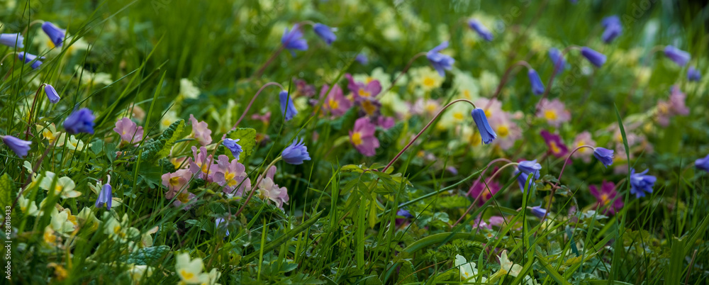 Fototapeta premium Close up of colourful wild flowers growing in the grass along Addison's Walk on the banks of Holywell Mill Stream, Magdalen Meadow, Oxford UK. Flowers include primroses and geranium. 