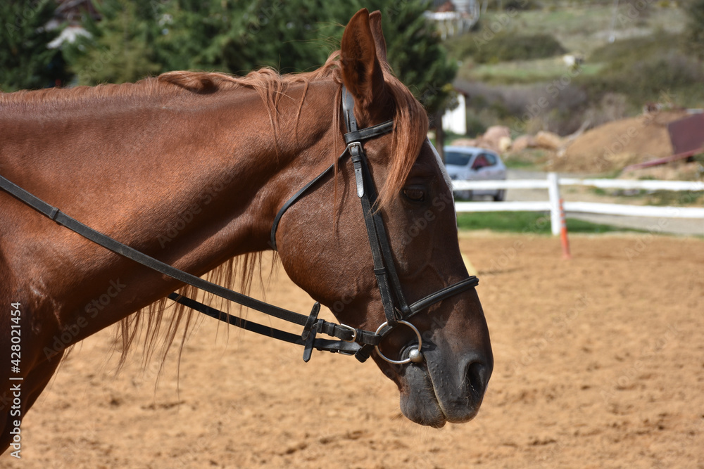 Fototapeta premium portrait of a brown horse standing on a horse farm