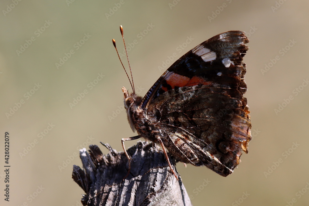 Obraz premium papillon vulcain ailes fermées