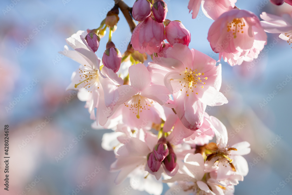 Obraz premium Beautiful pink cherry blossom (Sakura) flower at full bloom