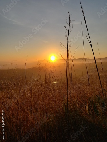 sunrise in the field