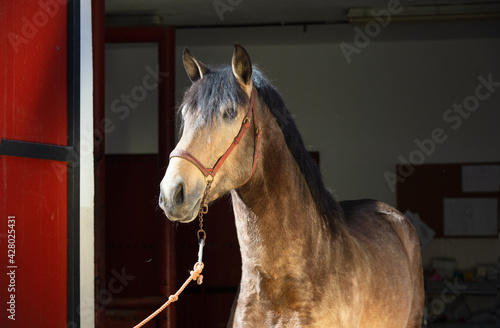 portrait of buckskin  young Andalusian stallion posing near veterinary box. Andalusia, Spain.  sunny day © anakondasp