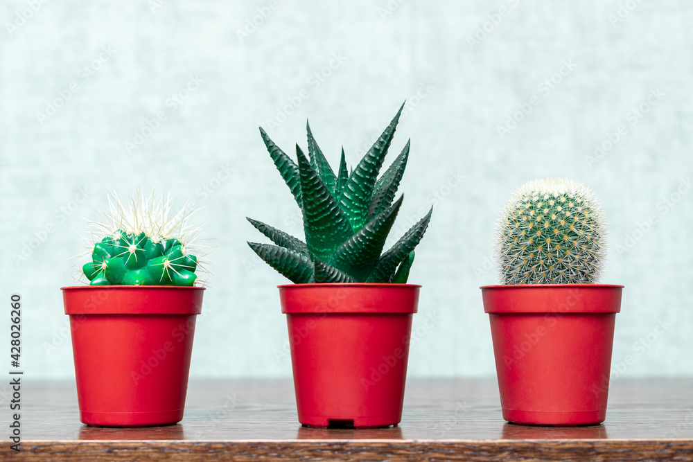 Three small cacti with red plastic pots on a wooden table. Tinted minimalistic image Three small cacti with red plastic pots on a wooden table. Tinted minimalistic image
