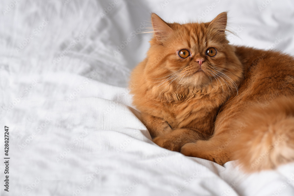 A portrait of cute fluffy orange persian cat laying on white linen bed