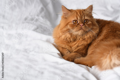 A portrait of cute fluffy orange persian cat laying on white linen bed