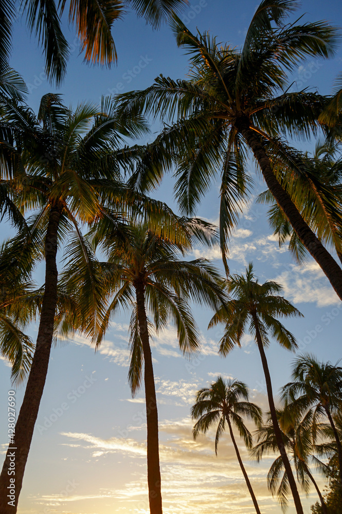 Palm trees on the beach at sunset, Waikiki Beach, Honolulu, Oahu, Hawaii, USA