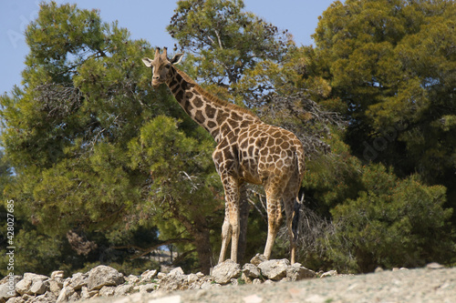 portrait of a giraffe in the field.