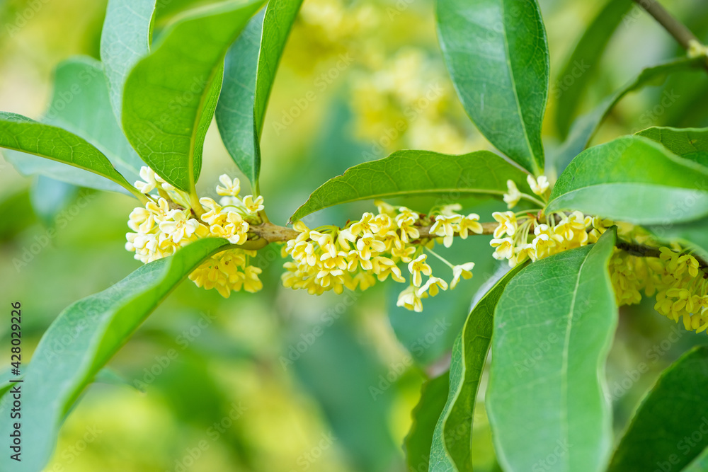 Fototapeta premium Sweet-Scented yellow osmanthus fragrans bloom in autumn