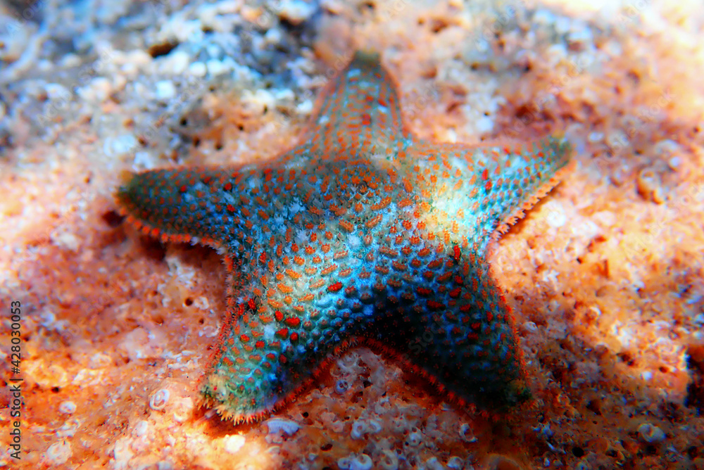Starlet cushion starfish - Asterina gibbosa Starlet cushion starfish - Asterina gibbosa