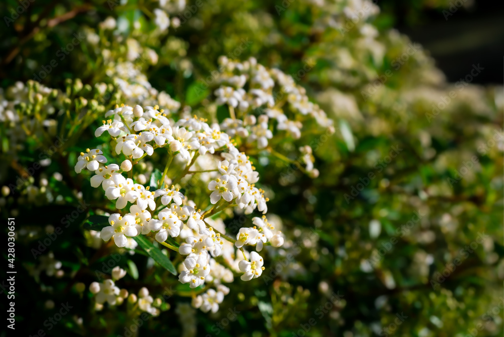 white flowers with yellow stamen, perspective white flowers with yellow stamen, perspective