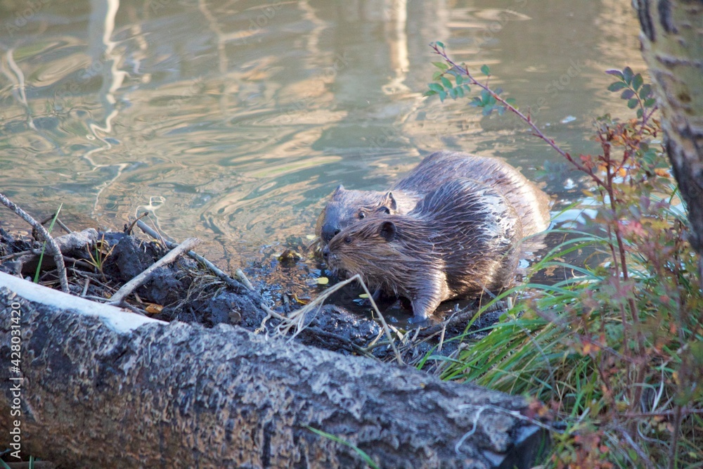Beavers building a dam in a stream Beavers building a dam in a stream