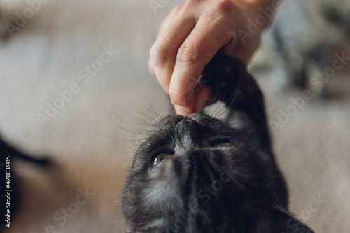 Canvas Print Domestic life with pet. Young man gives his cat meat snack.