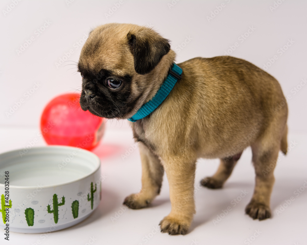 A Pug puppy with a blue color in a white background.