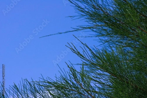 Pinus merkusii leaves, Merkus pine or Sumatran pine, with blue sky background photo