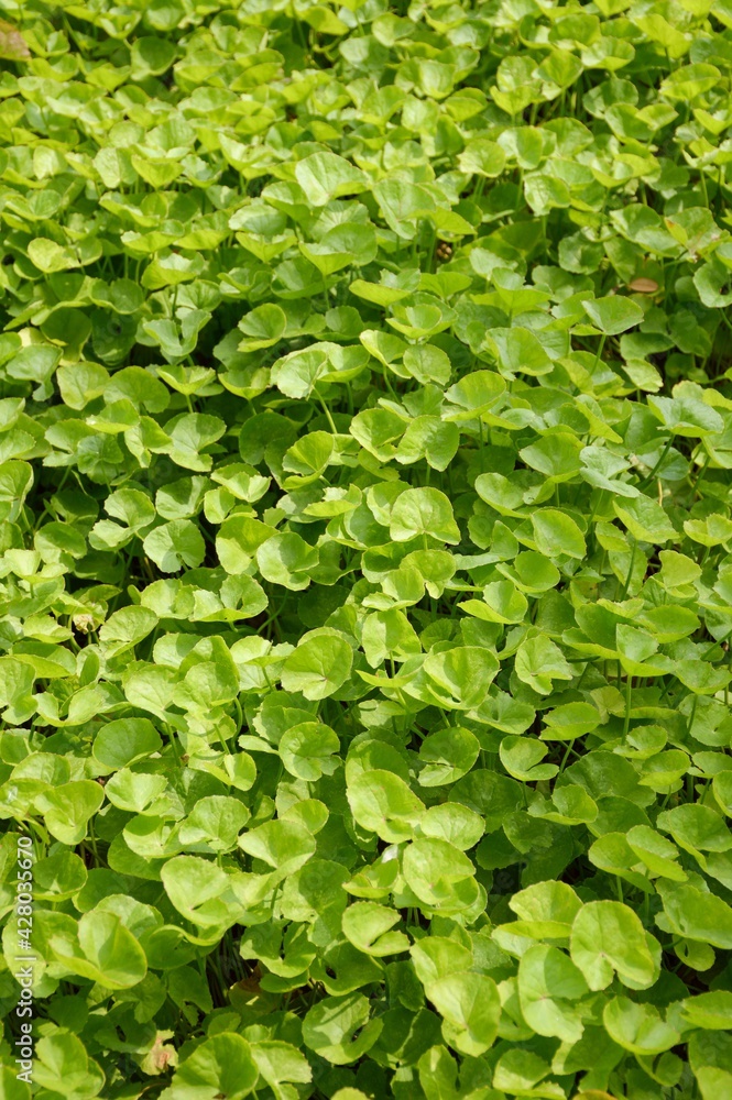 fresh green Centella asiatica leaves in nature garden fresh green Centella asiatica leaves in nature garden
