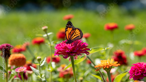 Monarch butterfly (Danaus plexippus) on bright flower in a garden with a blurred green background © Karen Hogan
