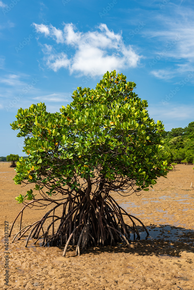 Mangrove isolated at low tide in a natural environment with roots appearing at low tide, green leaves, sand of interesting texture, contrasting with the blue of the sky. Iriomote Island. Mangrove isolated at low tide in a natural environment with roots appearing at low tide, green leaves, sand of interesting texture, contrasting with the blue of the sky. Iriomote Island.