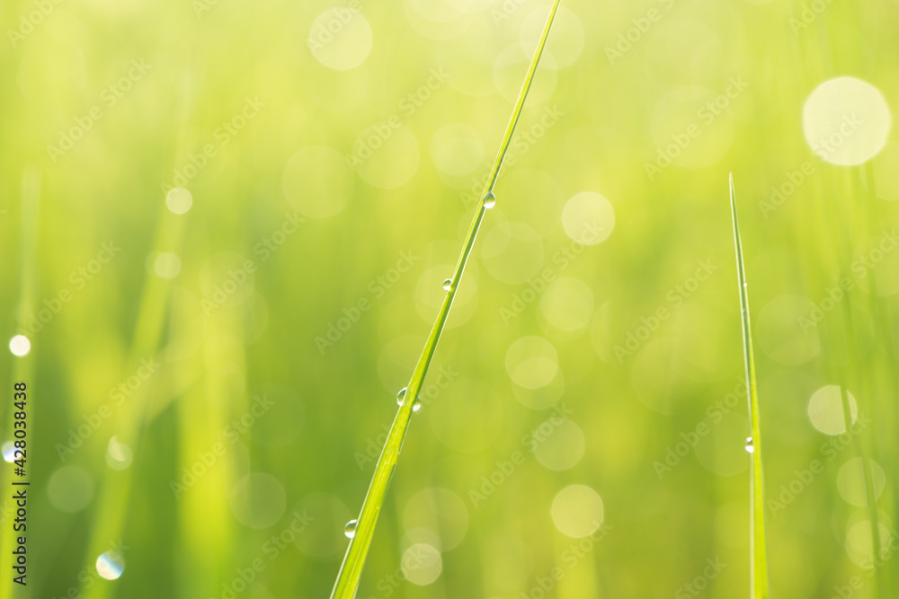 Obraz premium Green grass with dewdrop from a field