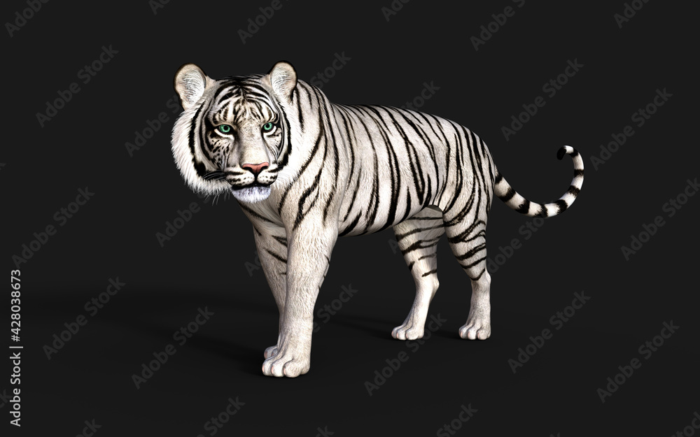 White Tiger Albino Isolated on Dark Background with Clipping Path. 3d Illustration. White Tiger Albino Isolated on Dark Background with Clipping Path. 3d Illustration.