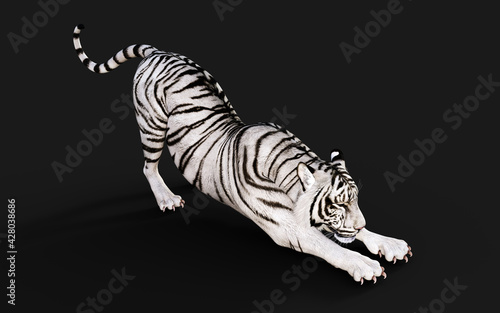 Fototapeta Naklejka Na Ścianę i Meble -  White Tiger Albino Isolated on Dark Background with Clipping Path. 3d Illustration.