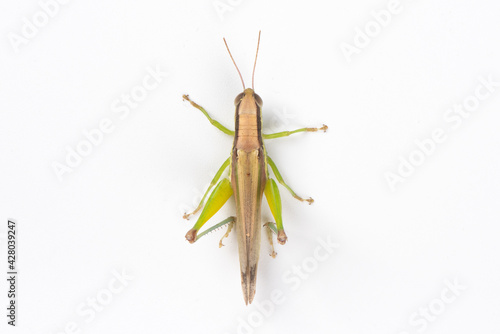 Canvastavla the green migratory locust isolated on white background