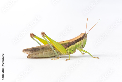 Fotografie the green migratory locust isolated on white background
