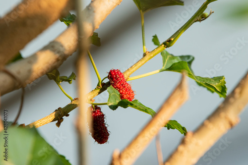 Mulberries with green leaves background growing in the garden