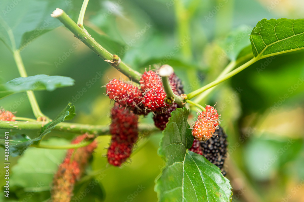 Mulberries with green leaves background growing in the garden Mulberries with green leaves background growing in the garden
