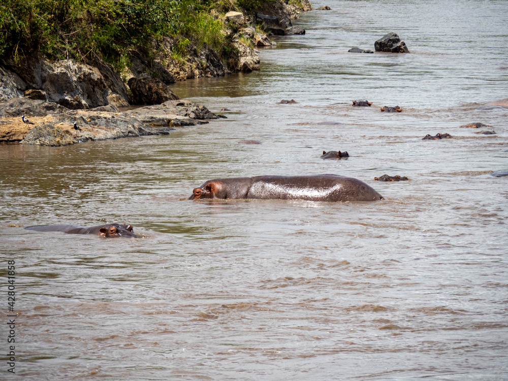 Serengeti National Park, Tanzania, Africa - February 29, 2020: Hippo head poking above water of River Serengeti National Park, Tanzania, Africa - February 29, 2020: Hippo head poking above water of River