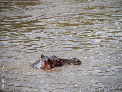 Serengeti National Park, Tanzania, Africa - February 29, 2020: Hippo head poking above water of River