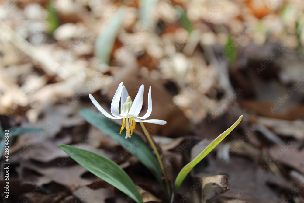 Closeup of a white trout lily at Morton Grove, Illinois at Linne Woods Closeup of a white trout lily at Morton Grove, Illinois at Linne Woods