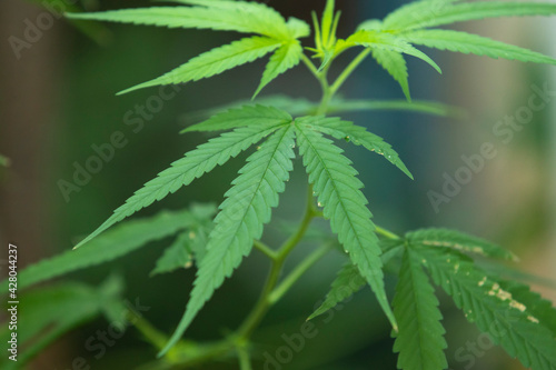 close up of cannabis leaf