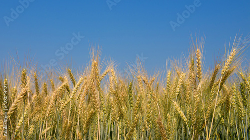 Barley Field in period harvest on background cloudy sky. Barley field detail. © chotiga