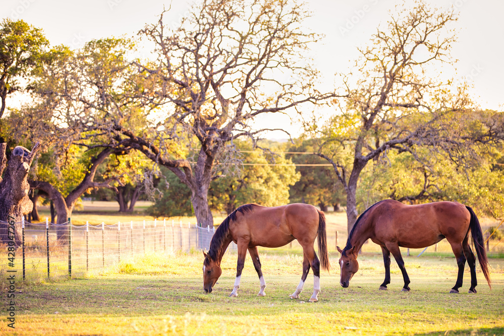 Εκτύπωση καμβά horse and foal