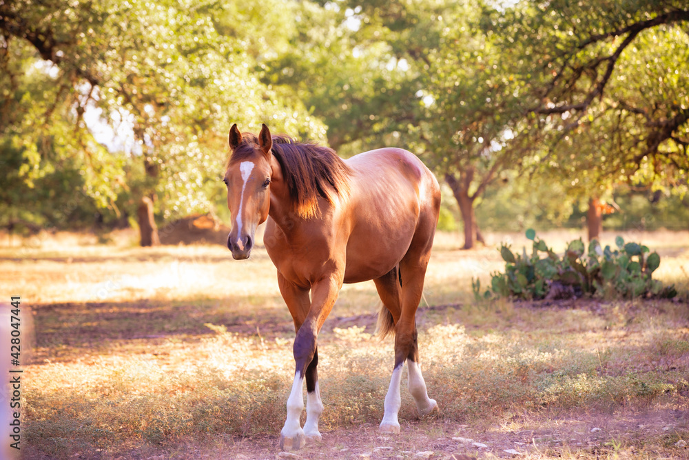 Φωτογραφία horse in the field
