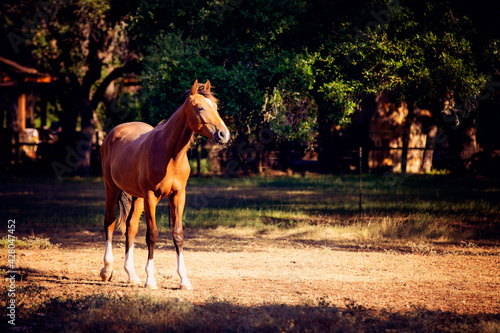 Bild auf Leinwand horse at sunset