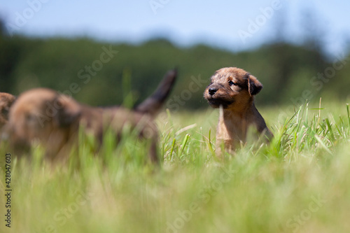puppy on a meadow