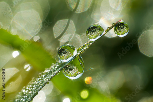 Background of a fresh green grass with water drops. Close-up - Image.