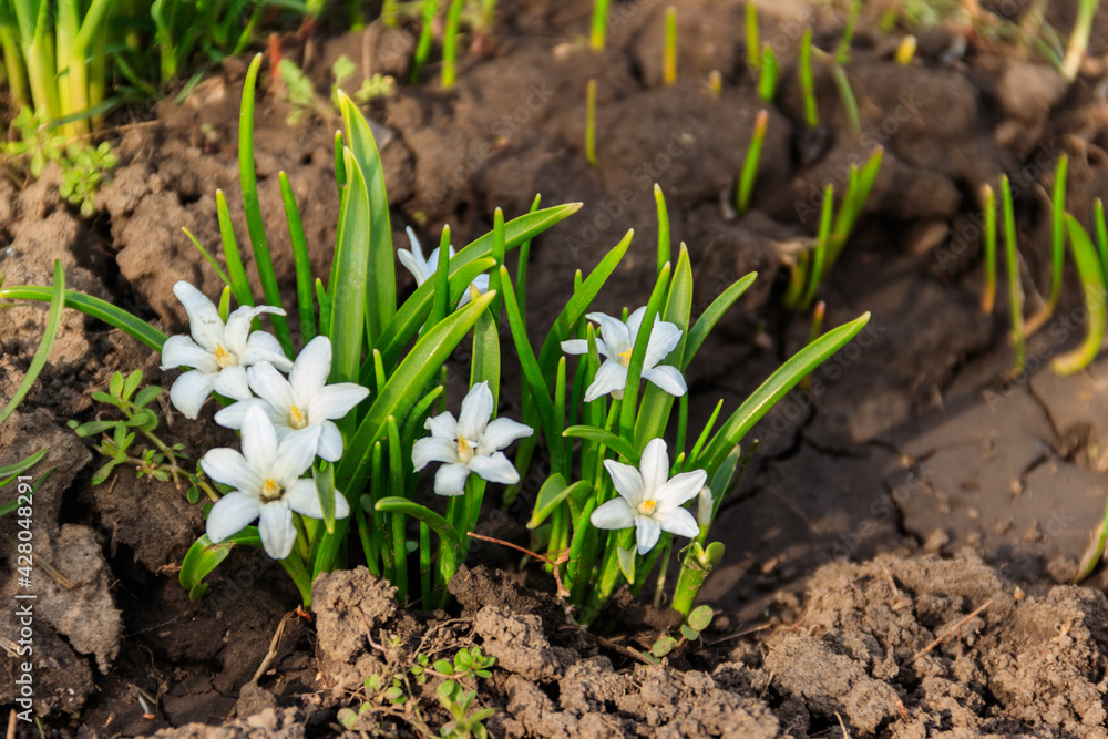 White glory-of-the-snow (chionodoxa luciliae) flowers on spring White glory-of-the-snow (chionodoxa luciliae) flowers on spring