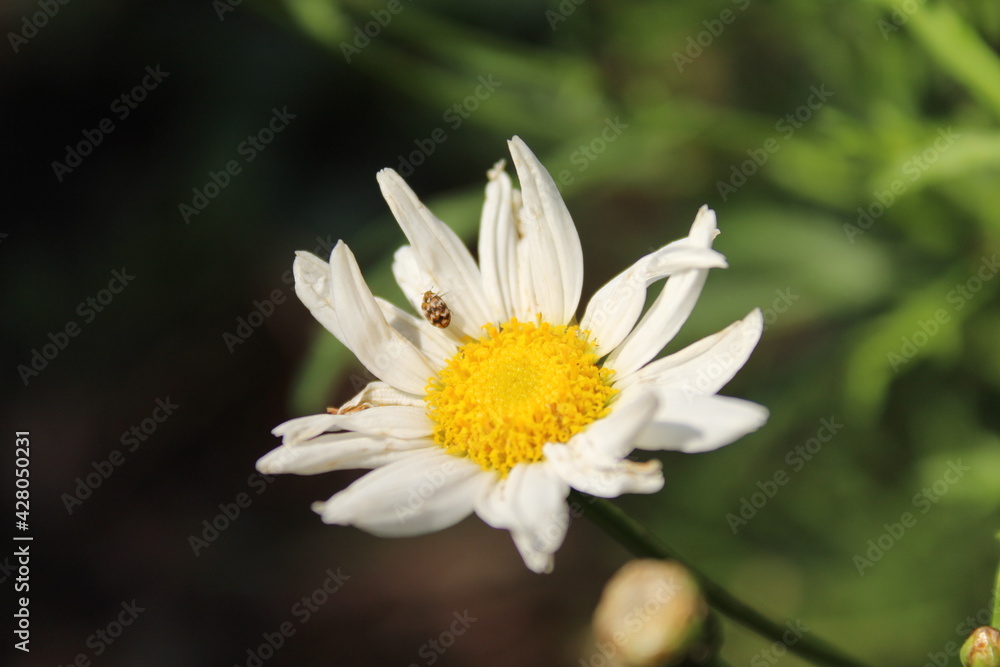 Bug on flower Bug on flower
