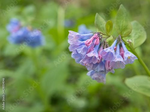 Bluebells along bank of Potomac River in Maryland 2021. photo