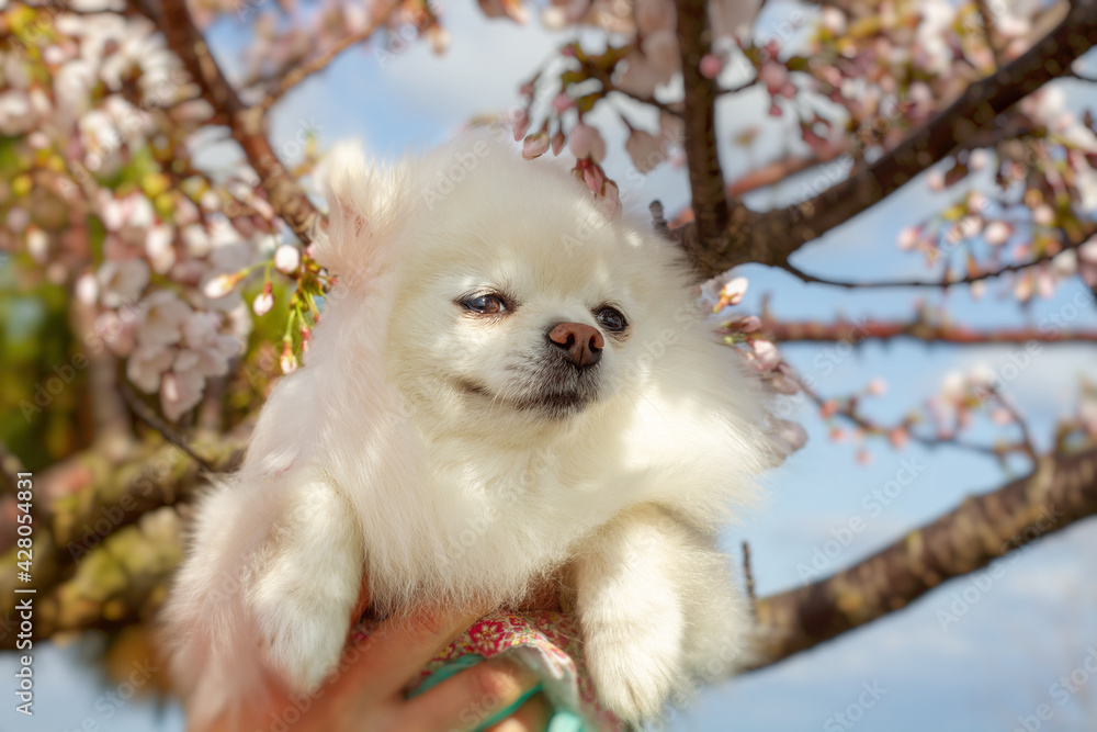 Pomeranian in top korean