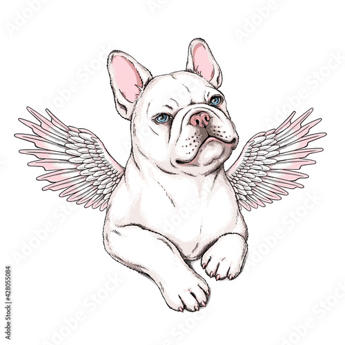 Cute french bulldog puppy with angel wings. Vector illustration in hand-drawn style. Stylish image for printing on any surface	
