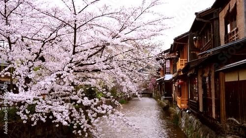 京都祇園の桜