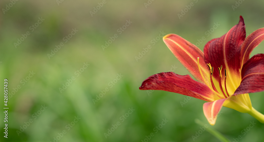 Lily Flower on a Blurred Green Background Banner Lily Flower on a Blurred Green Background Banner