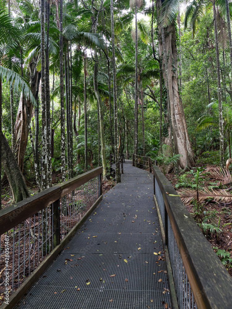 Obraz premium Boardwalk into the rain forest.