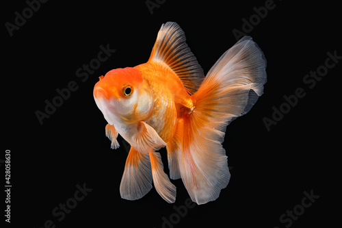 Canvas Print Pet yellow white gold fish with long flowery wave tail swimming in aquarium wate