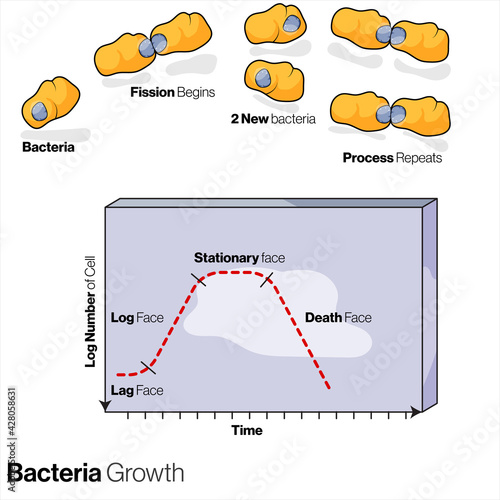 Illustration of Bacterial growth curve and binary fission in micro organism. 