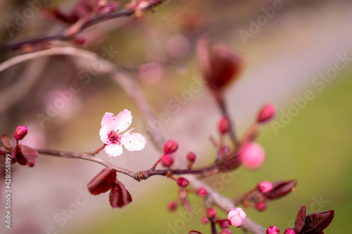 咲き始めのバンクーバーの桜 © photok